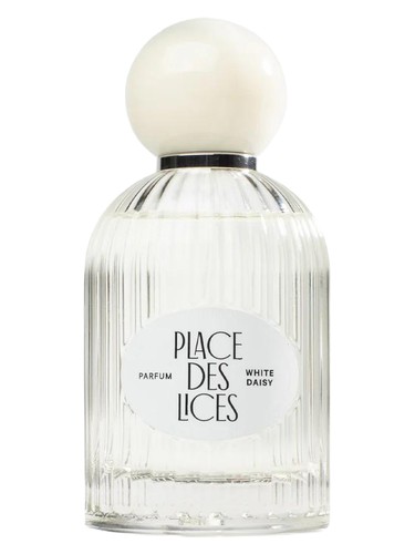 White Daisy by Place des Lices