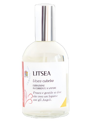 Litsea