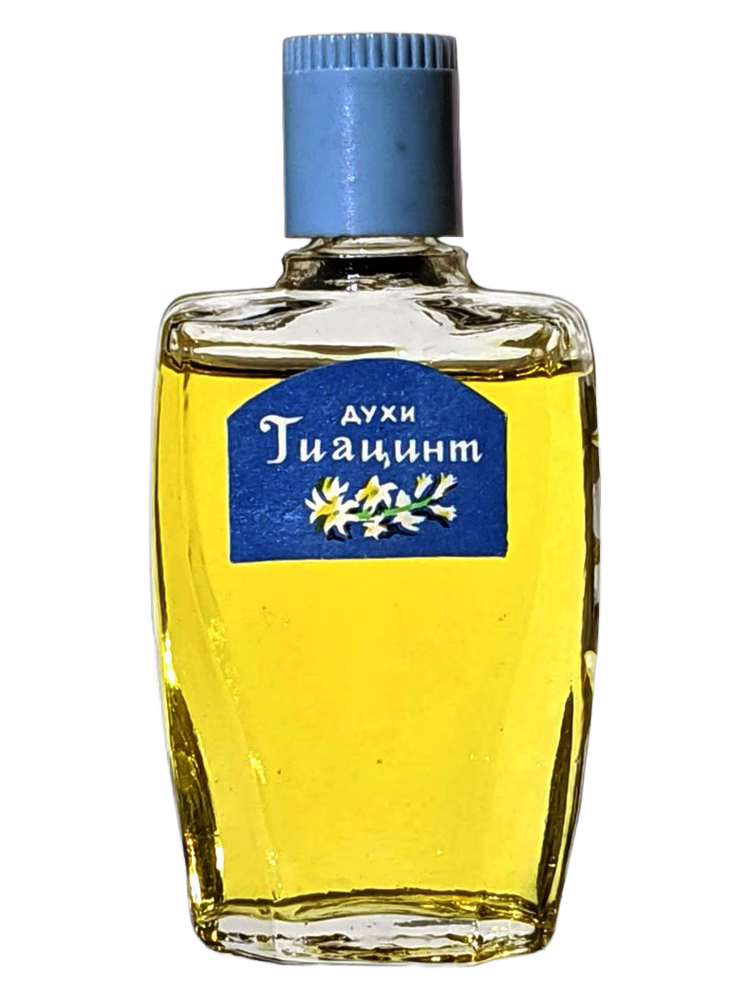 Сувенир (Краснодар) Гиацинт (Hyacinth)