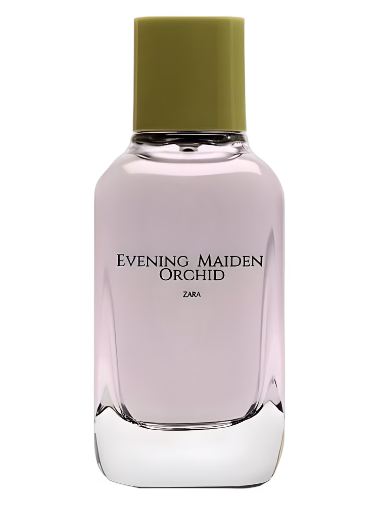 Zara Evening Maiden Orchid