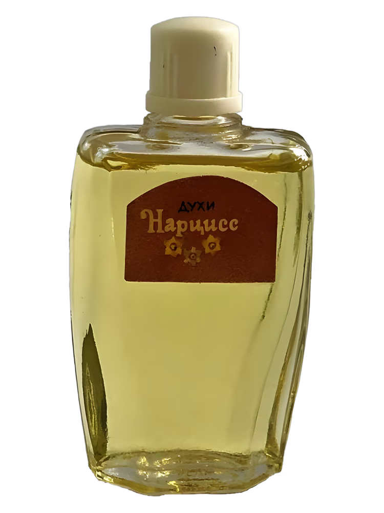 Сувенир (Краснодар) Нарцисс (Narcissus)