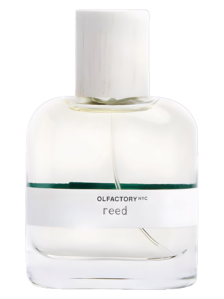 Olfactory NYC Reed