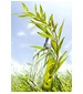parfém Verbena Sun