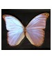 parfém Butterfly