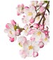 parfém Japanese Garden CVS Essence of Beauty
