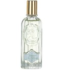 Verveine Thé Blanc Jeanne en Provence