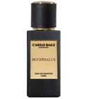 Bucephalus Carlo Dali