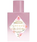 Cherry Bloom Nature Blossom