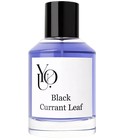 Black Currant Leaf YOU