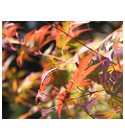 parfém Autumn