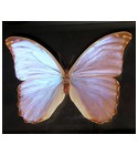 Butterfly Bud Parfums
