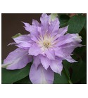 Fleur De Lilac Bud Parfums