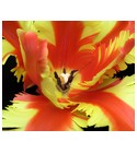 Jezebel Bud Parfums