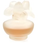 Rose Nuage Pupa
