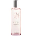 Cerisier en Fleurs Yves Rocher