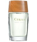 Cereus No.5 Cereus