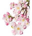 parfém Japanese Garden CVS Essence of Beauty