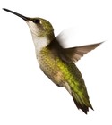 Heriotoropu Shiseido
