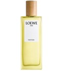 LOEWE AIRE　香水　50ＭＬ 20250421D7 Loewe Aire Sutileza Eau de Toilette 50ml/1.7 oz - Delicate