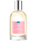 Jasmin Dentelle Comptoir Sud Pacifique