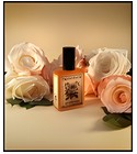 Rose Mallow Cream Solstice Scents
