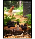 Blackburn Farmstead Solstice Scents