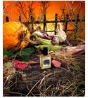 Foxcroft Intense Solstice Scents