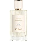 Herba Mimosa Chloé