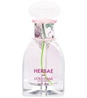 Herbae L'Eau L'Occitane en Provence