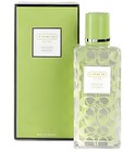 Freesia Splash Coach