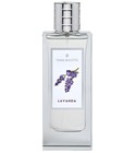 Lavanda Tania Bulhões