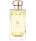 Starlit Mandarin & Honey Jo Malone London