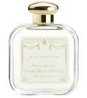 Rosa Gardenia Santa Maria Novella