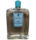 Lavande 90º Jean d'Albret