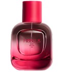 Hibiscus Zara