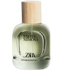 Exotic Mimosa Zara