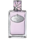 Infusion de Tubereuse Prada
