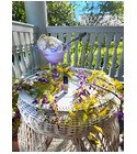 parfém Iced Wisteria