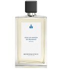 Sous un Mimosa de Provence Reminiscence
