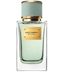 Velvet Infusion Dolce&Gabbana