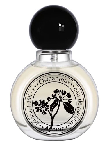 Osmanthus 桂花 Aynoir 安喏