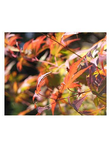 Autumn Bud Parfums for women