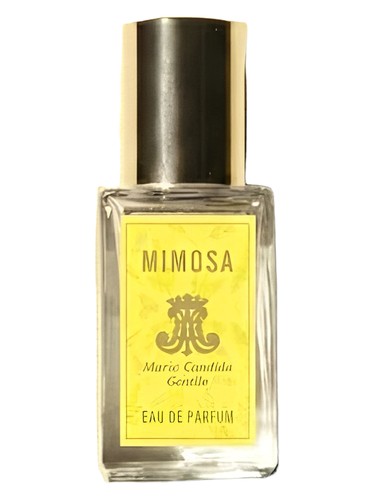 Mimosa Maria Candida Gentile
