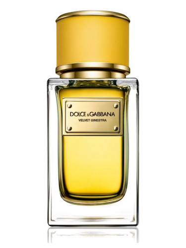 Velvet Ginestra Dolce&amp;Gabbana perfume - a fragrance for women 2016