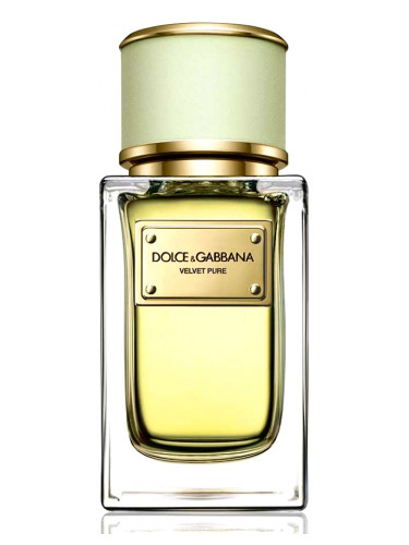 Velvet Pure Dolce&Gabbana perfume - a fragrance for women 2016