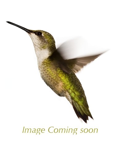 Tanima No Himeyuri Shiseido