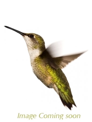 Heriotoropu Shiseido