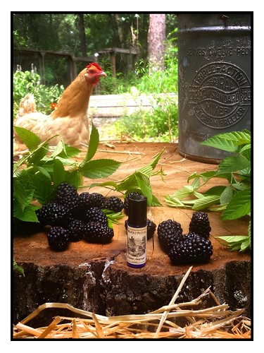 Blackburn Farmstead by Solstice Scents