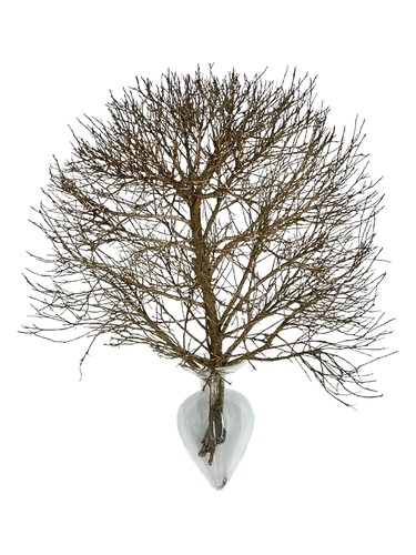 Vanilla Sky Fang Aromatherapy