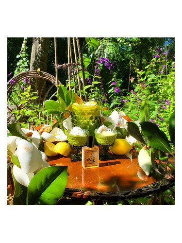 Solstice Magnolia Solstice Scents for women and men